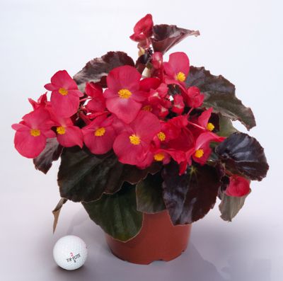 Begonia Big Series Red Bronze Leaf Brad S Bedding Plants Inc