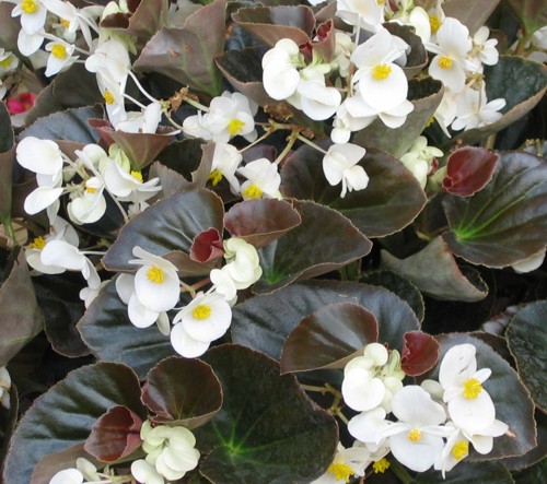 Begonia Nightlife Bronze Leaf White Brad S Bedding Plants Inc