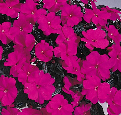 New Guinea Impatiens Violet Brad S Bedding Plants Inc New Guinea Impatiens Violet