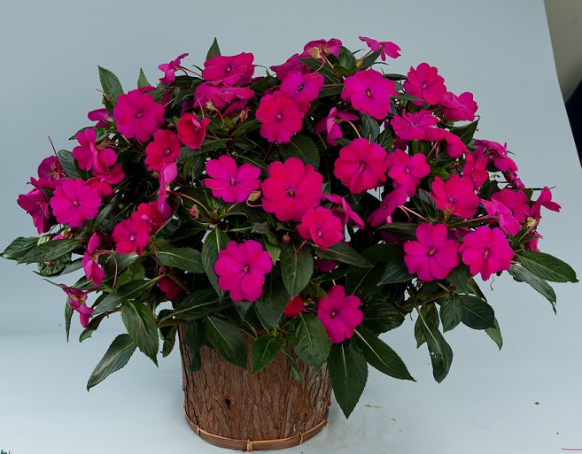 Sunpatiens Purple Brad's Bedding Plants, Inc.