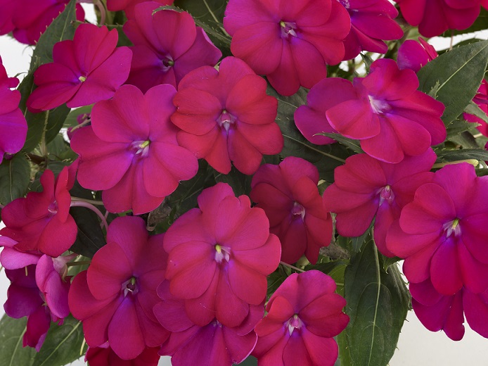 Sunpatiens Royal Magenta Brad's Bedding Plants, Inc.