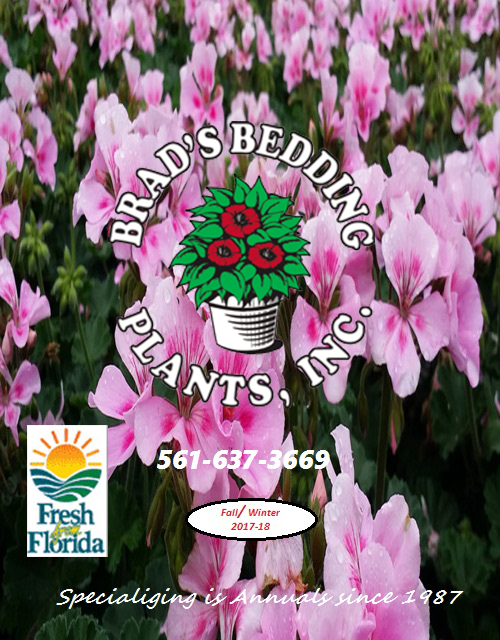 Download our Catalog Brad's Bedding Plants, Inc.