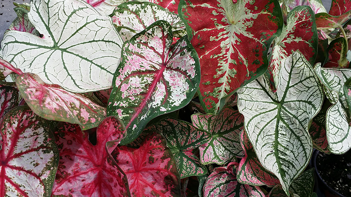 Brad's Bedding Plants, Inc.