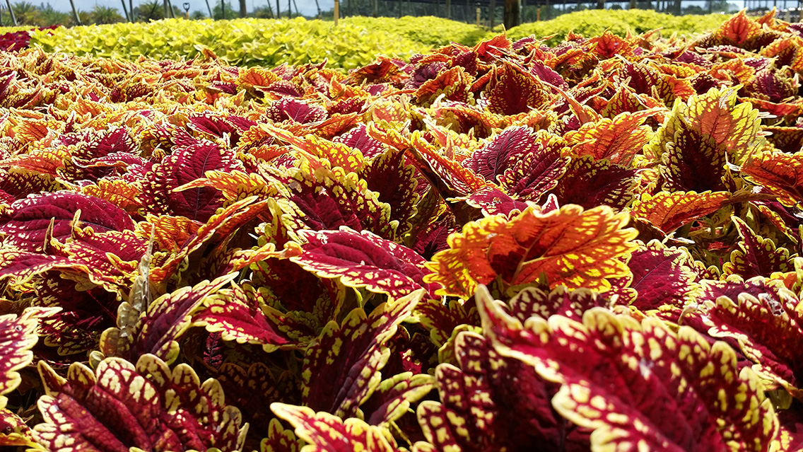 Brad's Bedding Plants, Inc.