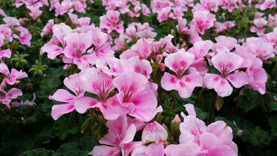 Brad's Bedding Plants, Inc.