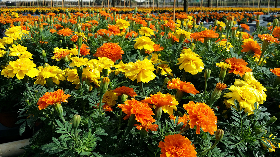 Brad's Bedding Plants, Inc.