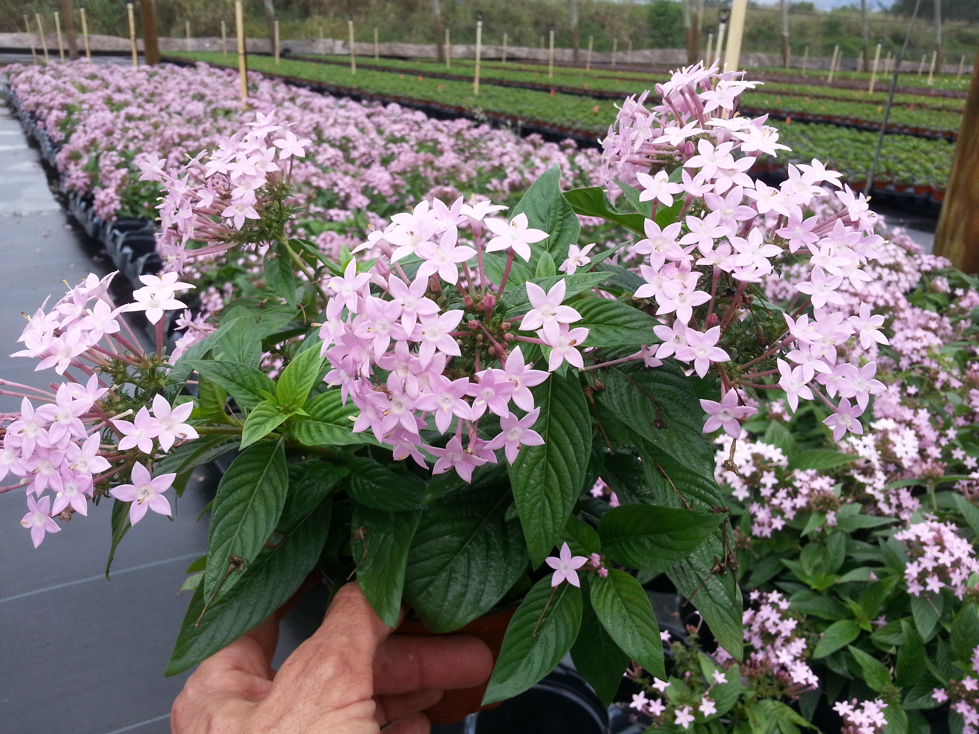 Penta Northern Lights Brad S Bedding Plants Inc - Northern Nights Bedding Reviews Penta Northern Lights Brad S Bedding Plants Inc - Northern Nights Bedding Reviews
