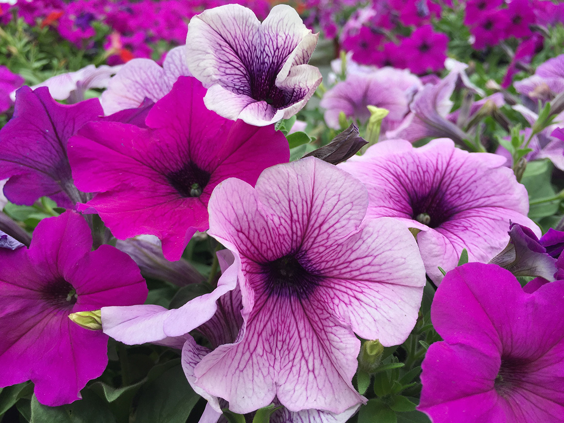 Brad's Bedding Plants, Inc.