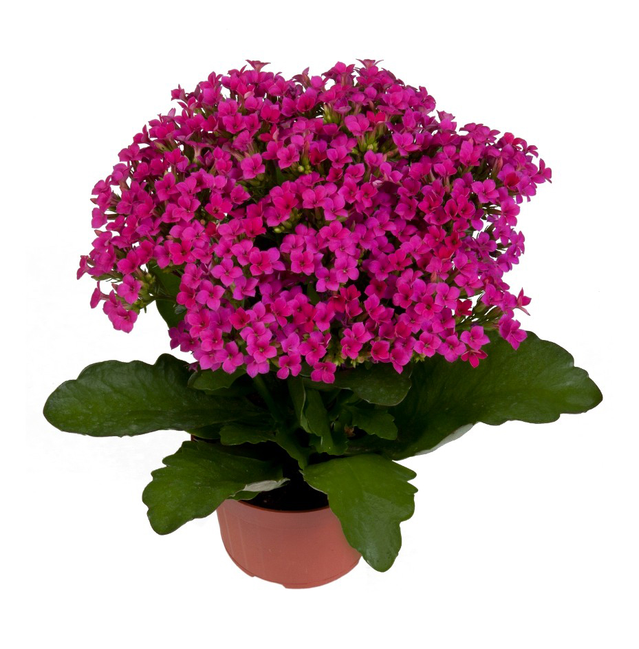 Kalanchoe Mere (Purple) Brad's Bedding Plants, Inc.
