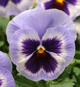 Pansy Blue Frost