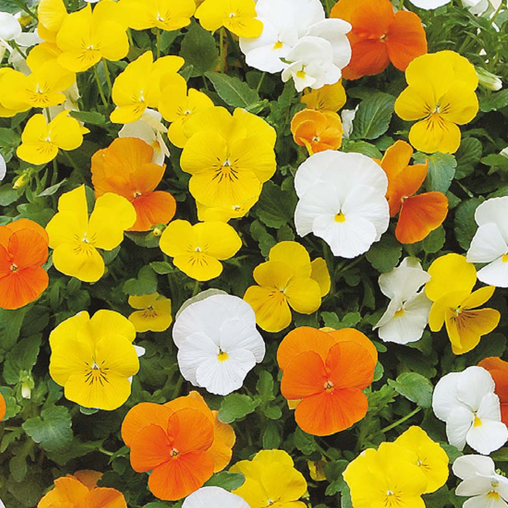 Viola Citrus Mix Brad's Bedding Plants, Inc.