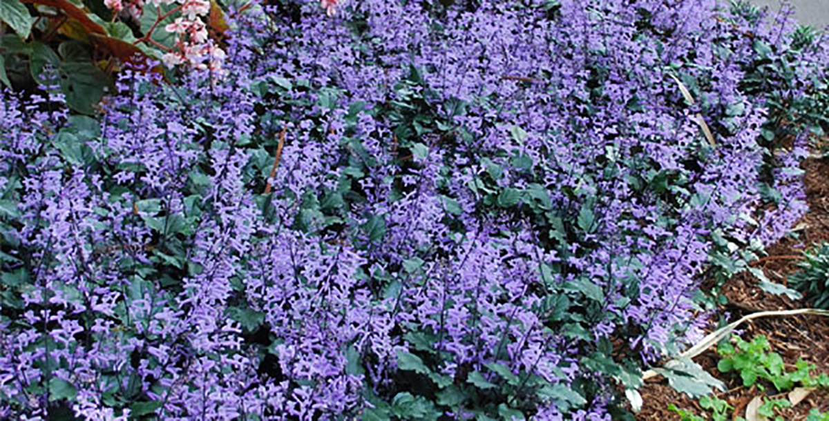 Mona Lavender Archives Brad's Bedding Plants, Inc.