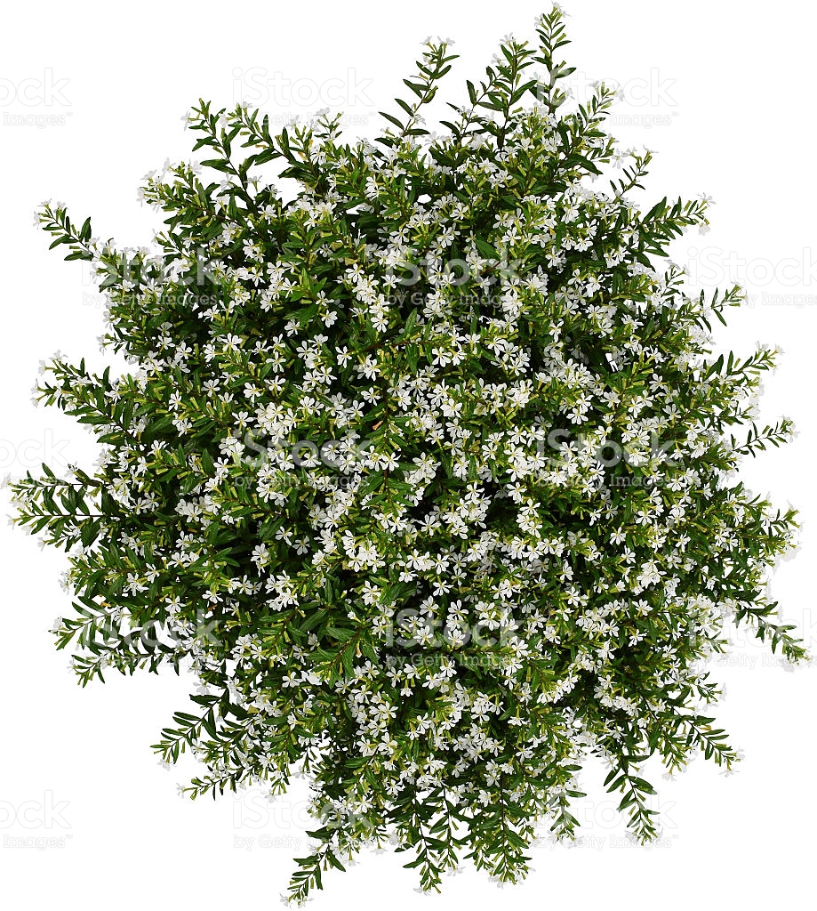 Cuphea FloriGlory Maria - Brad’s Bedding Plants, Inc.