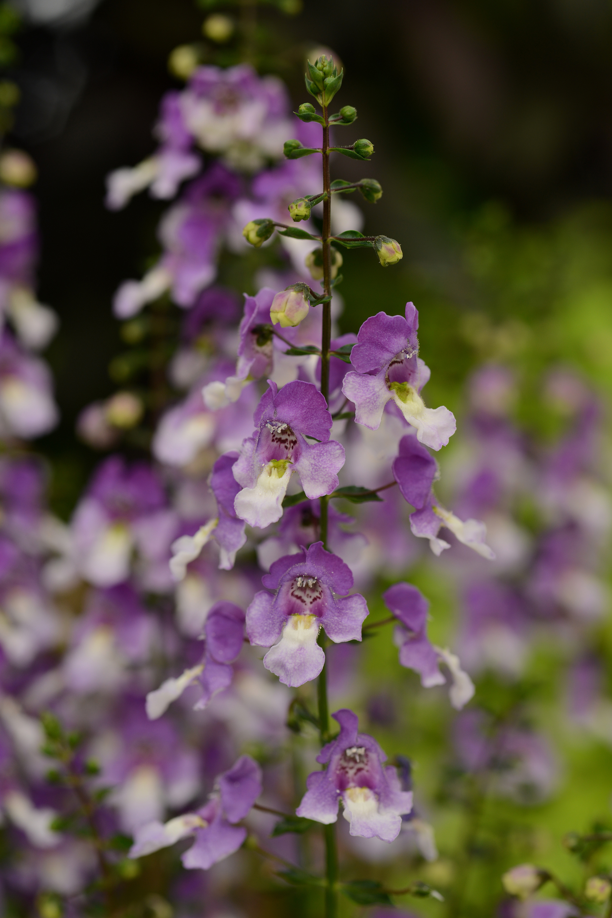 Angelonia Blue Bicolor Archangel Brad S Bedding Plants Inc