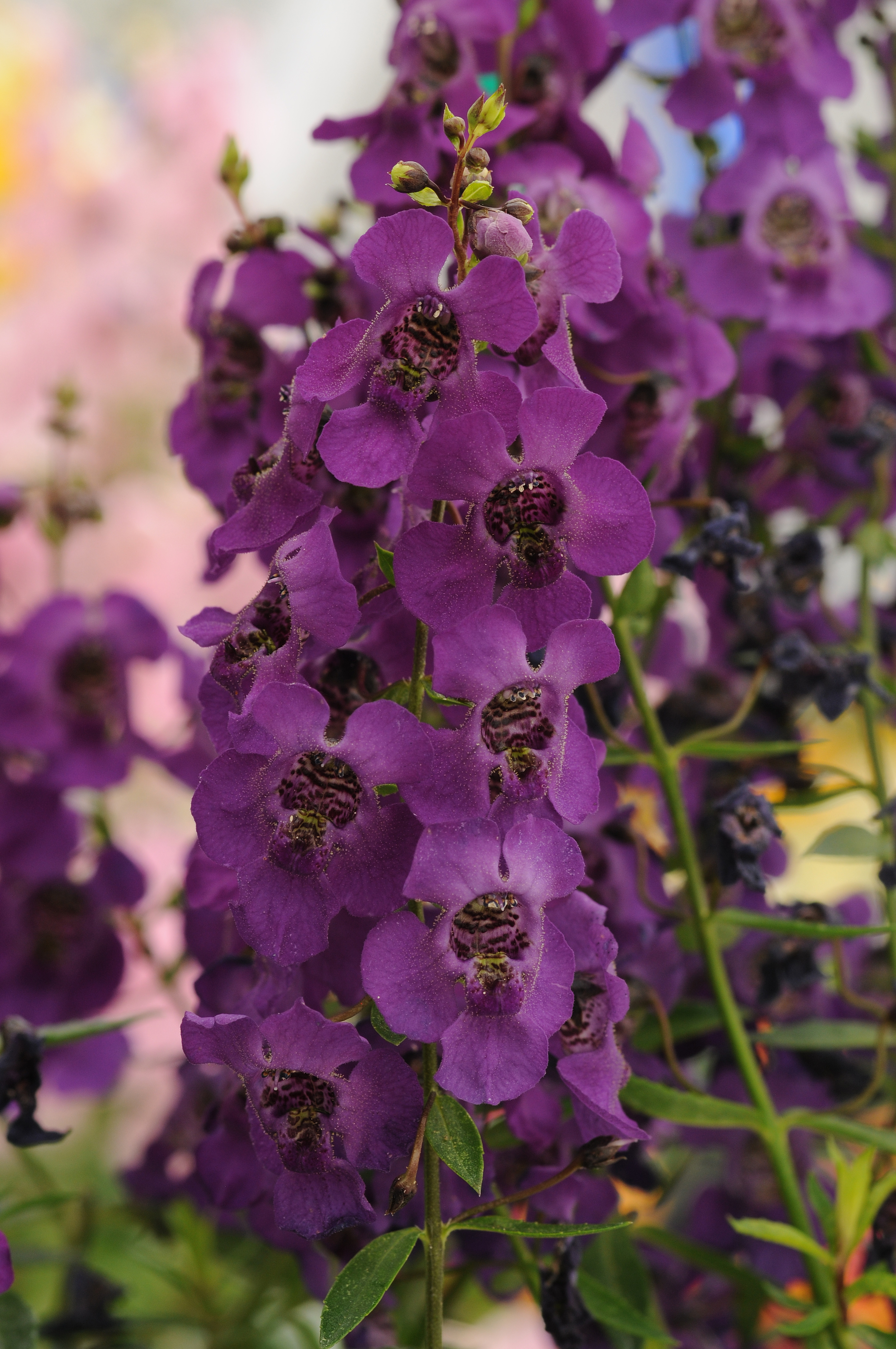 Angelonia Dark Purple Archangel Brad�s Bedding Plants, Inc.