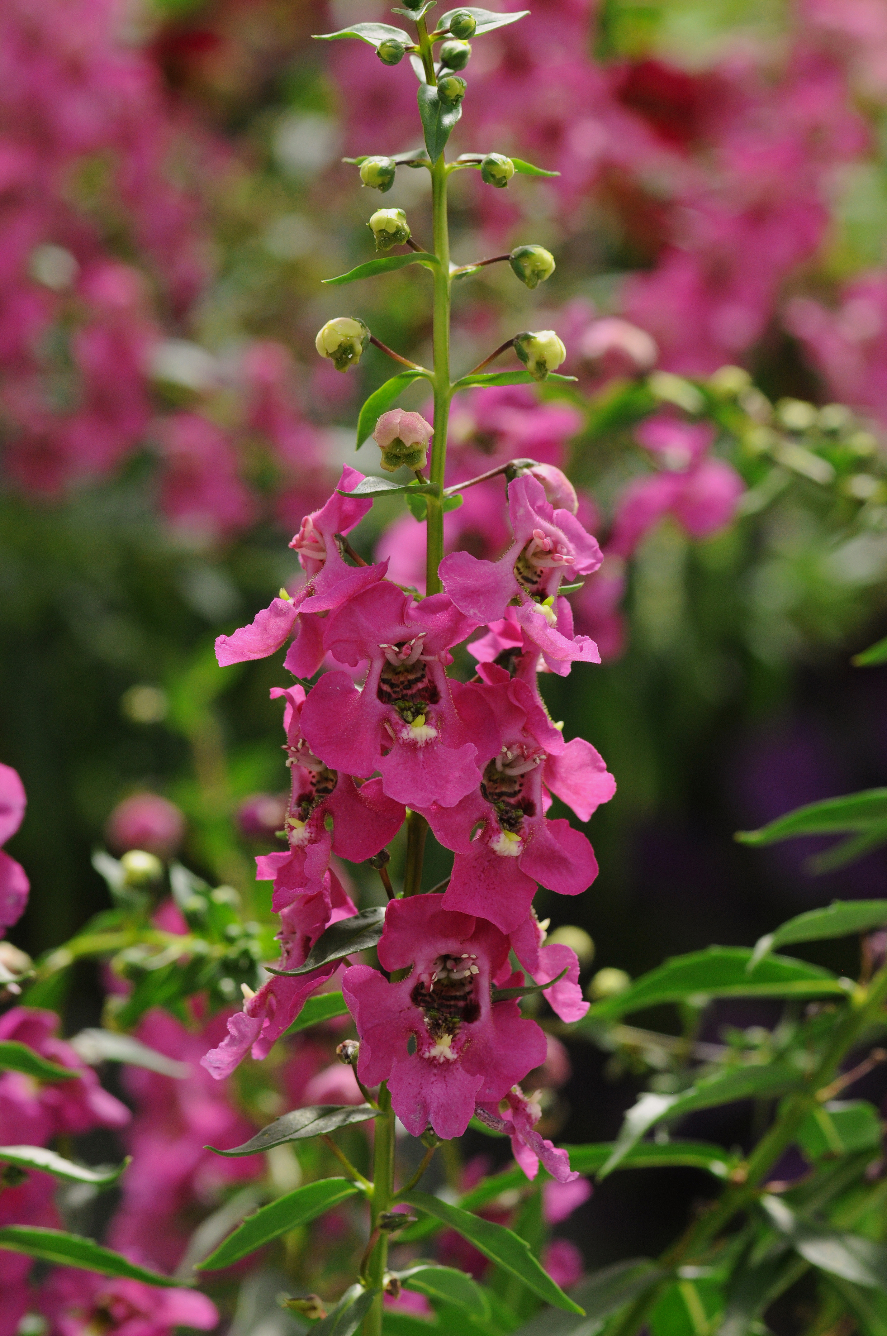 Angelonia Raspberry Archangel Brad�s Bedding Plants, Inc.