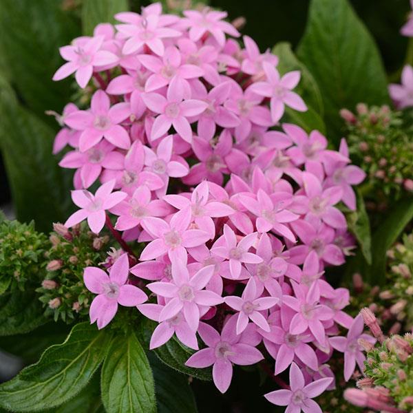 Pentas Lavender Lucky Star Brad's Bedding Plants, Inc.