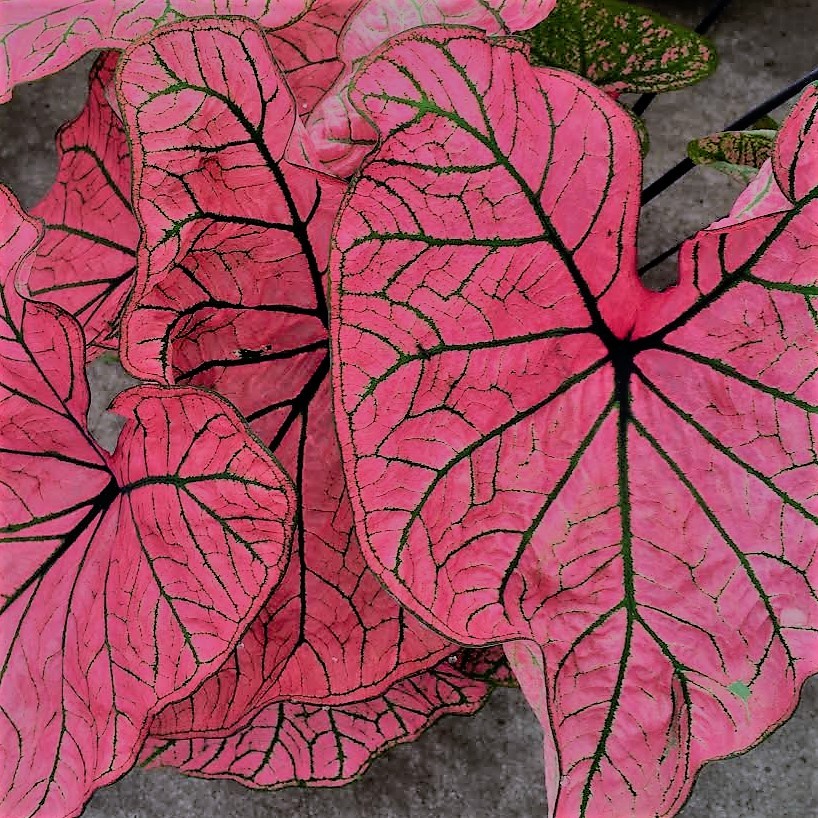 Caladiums Spring Fling (Fancy Leaf) Brad's Bedding Plants, Inc.