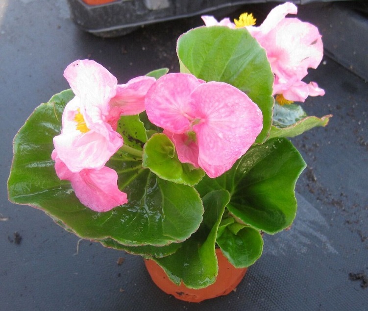 Top Hat Pink Begonia Brad's Bedding Plants, Inc.