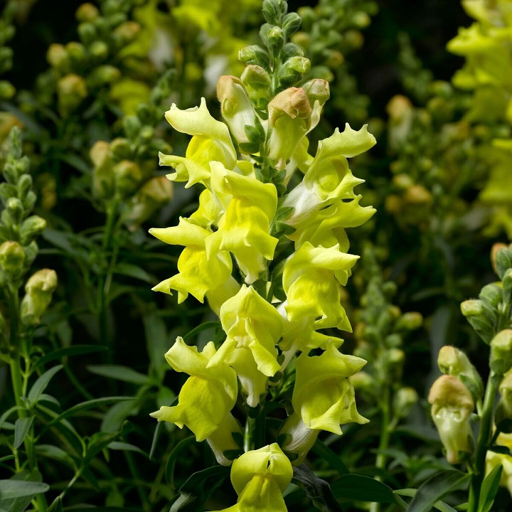 Snapdragon Snaptastic Yellow Brad's Bedding Plants, Inc.