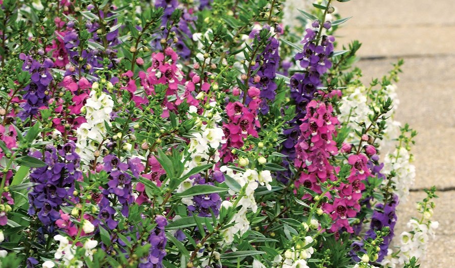 Angelonia Archives Brad's Bedding Plants, Inc.