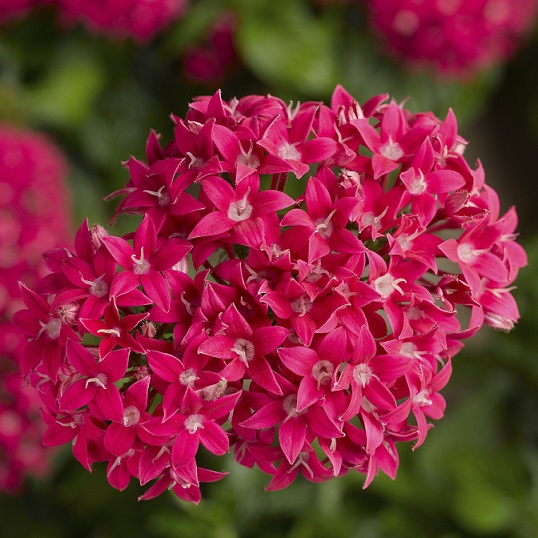 Penta Bee Bright Lipstick Brad's Bedding Plants, Inc.