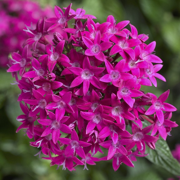 Penta Bee Bright Violet Brad's Bedding Plants, Inc.