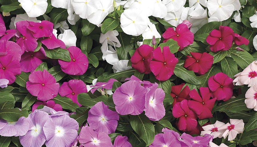 Vinca (Catharanthus roseus) Archives Brad's Bedding Plants, Inc.