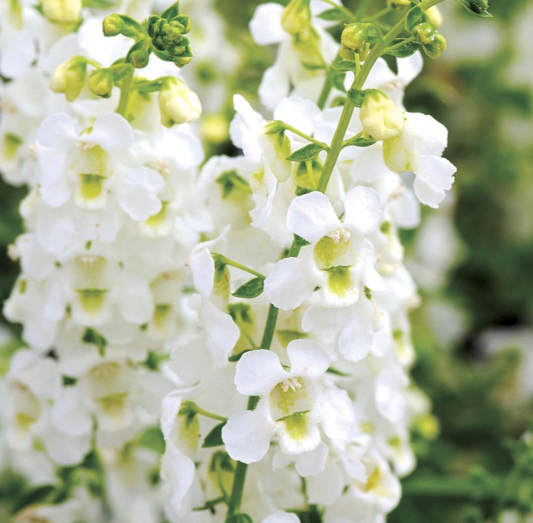 Angelonia White Archangel Brad's Bedding Plants, Inc.