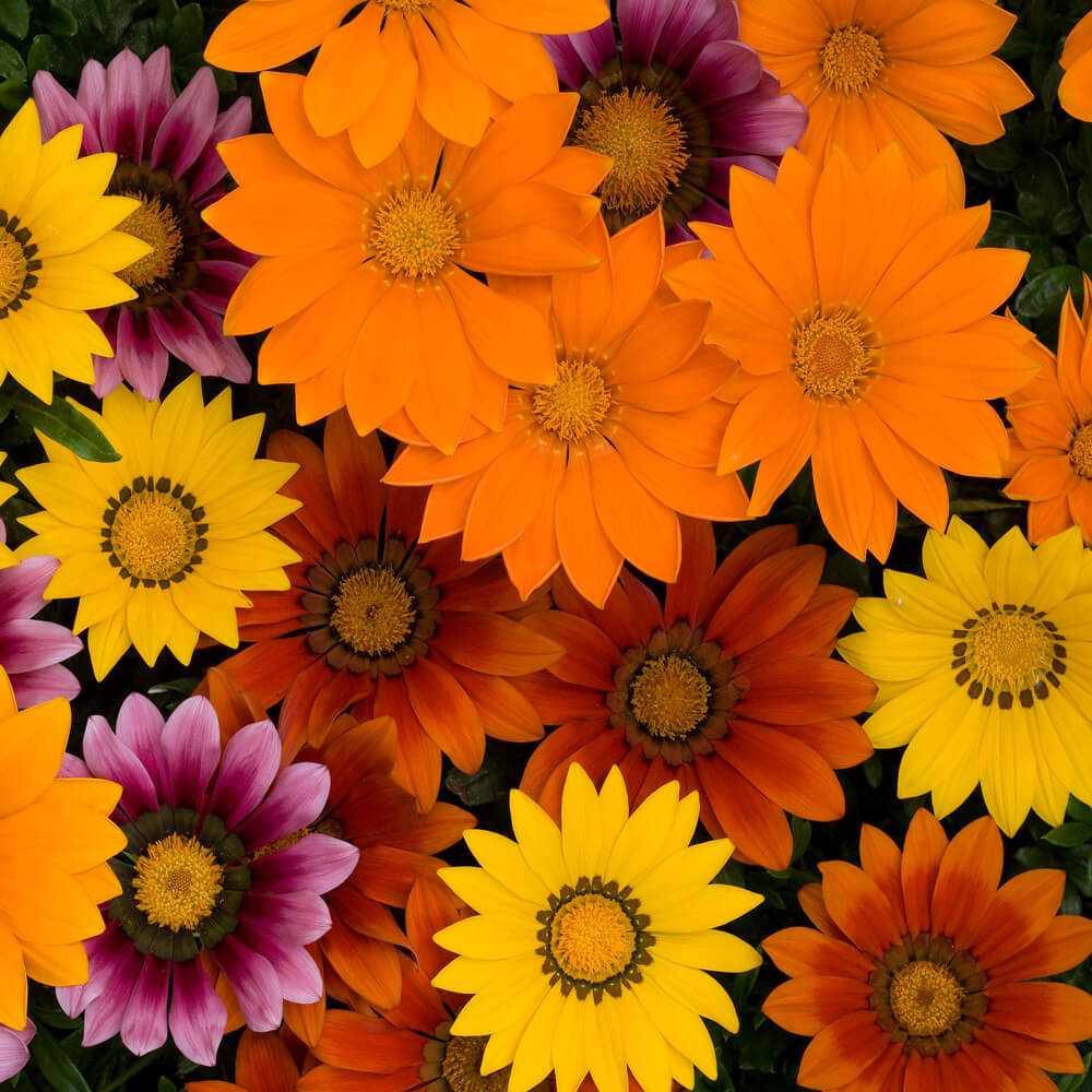 Gazania New Day Series Bright Mix Brad's Bedding Plants, Inc.