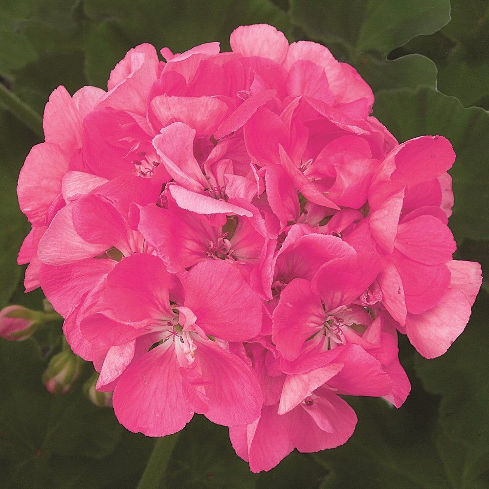Geraniums Patriot Bright Pink - Brad’s Bedding Plants, Inc.