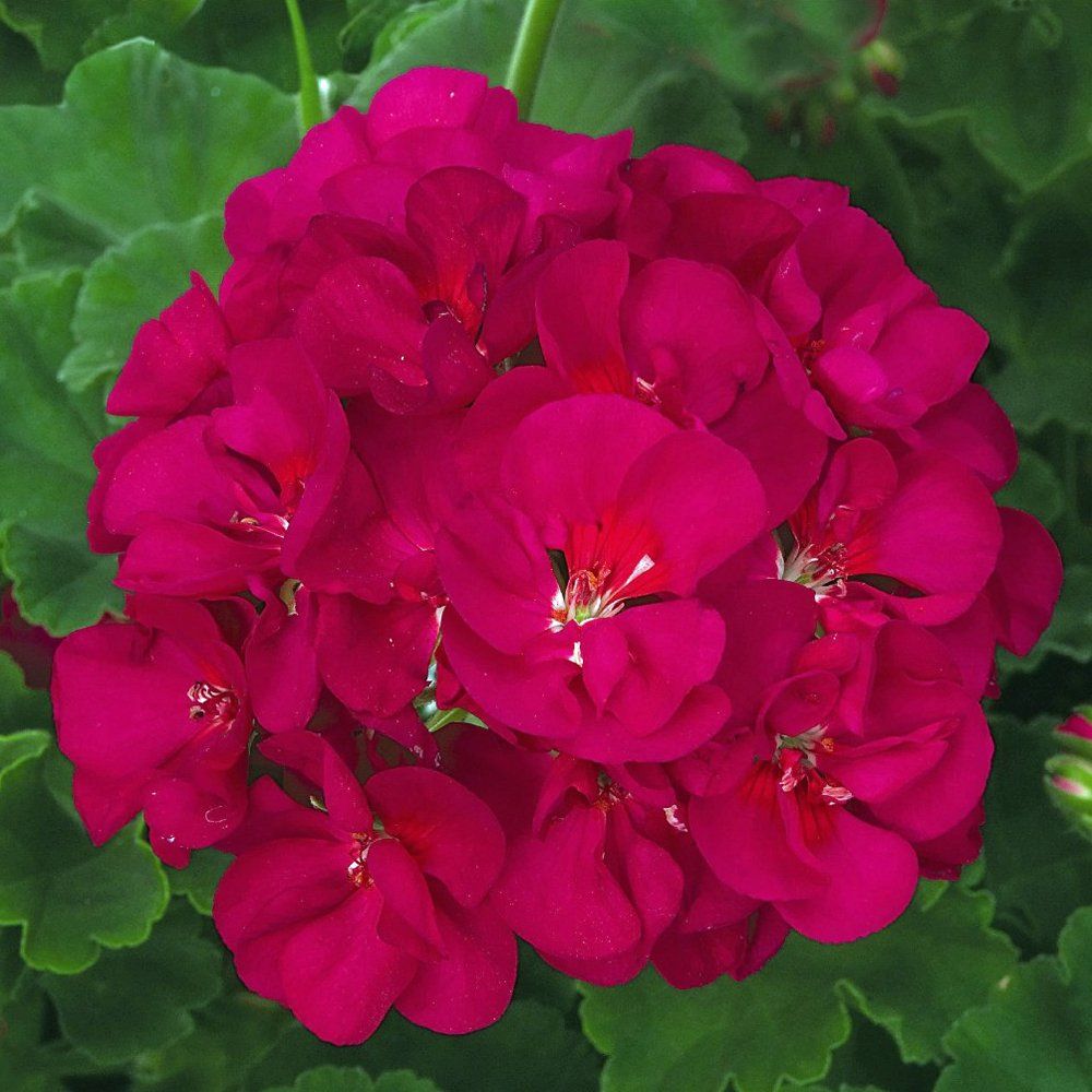 Geraniums Patriot Bright Violet Brad's Bedding Plants, Inc.