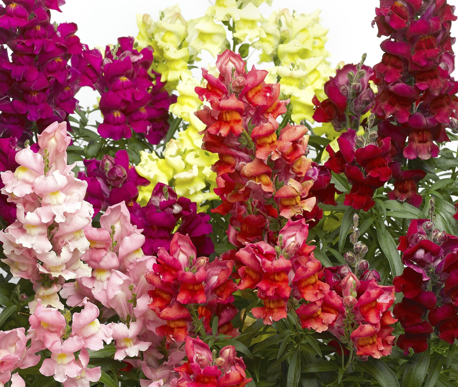 Snapdragon Snaptastic Series Archives Brad's Bedding Plants, Inc.