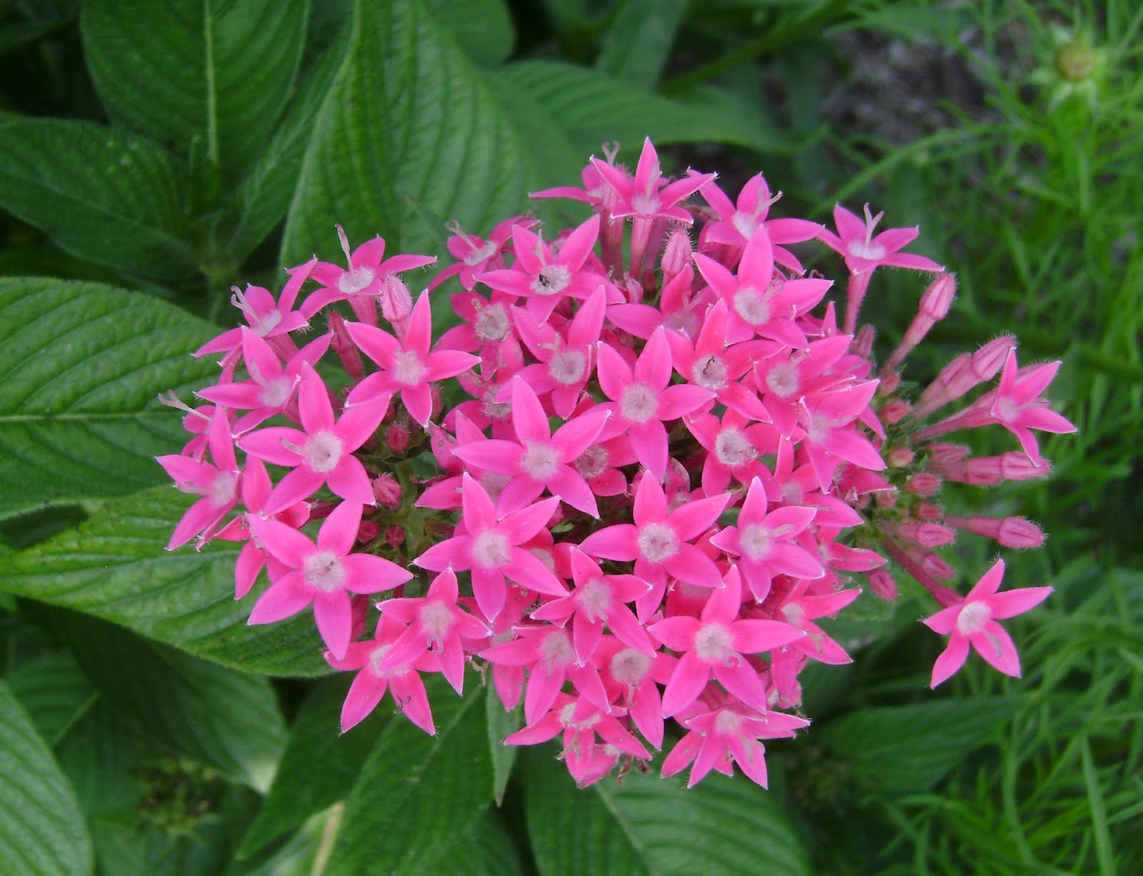 Penta Butterfly Deep Rose Brad's Bedding Plants, Inc.