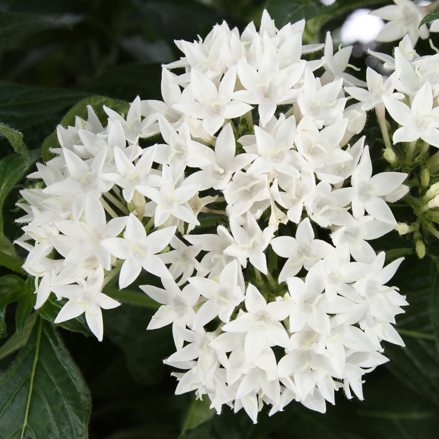 Penta Butterfly White - Brad&rsquo;s Bedding Plants, Inc.