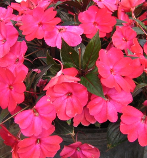 New Guinea Impatiens Magenta Brad's Bedding Plants, Inc.