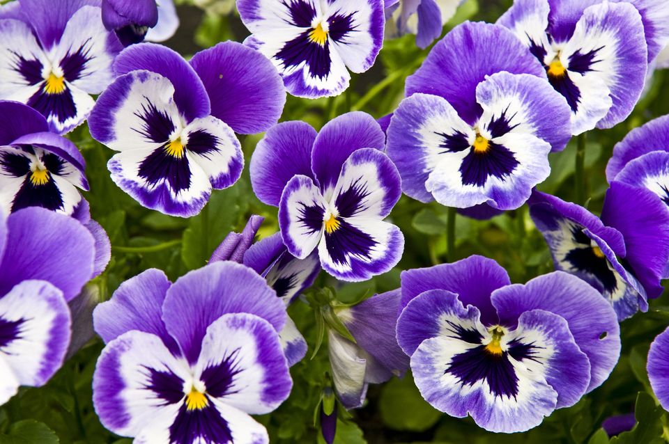 Pansy Archives Brad's Bedding Plants, Inc.