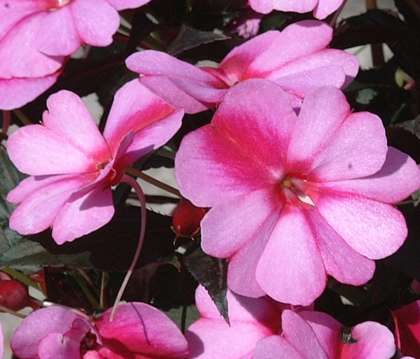 New Guinea Impatiens Purple Cream Brad's Bedding Plants, Inc.