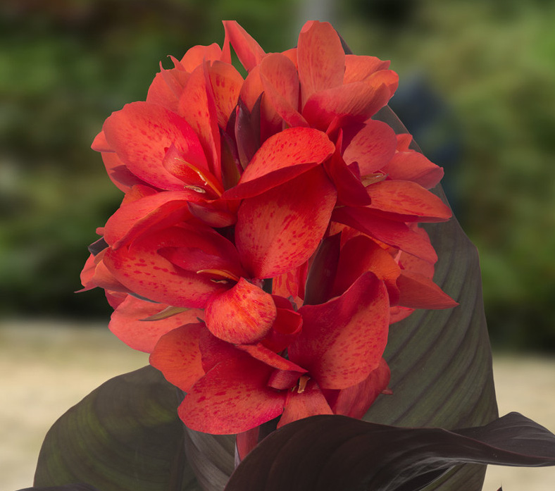 Canna Cannasol Julia Brad's Bedding Plants, Inc.
