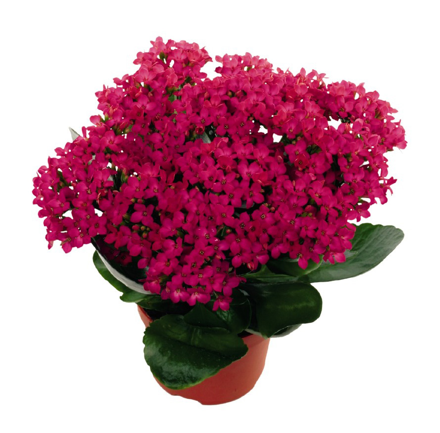 Kalanchoe Bromo (Hot Pink) Brad's Bedding Plants, Inc.