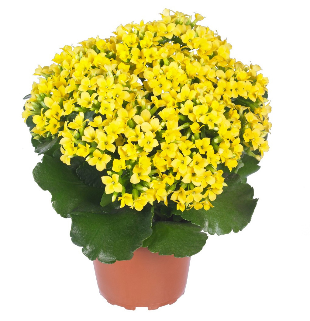 Kalanchoe Coto Brad's Bedding Plants, Inc.