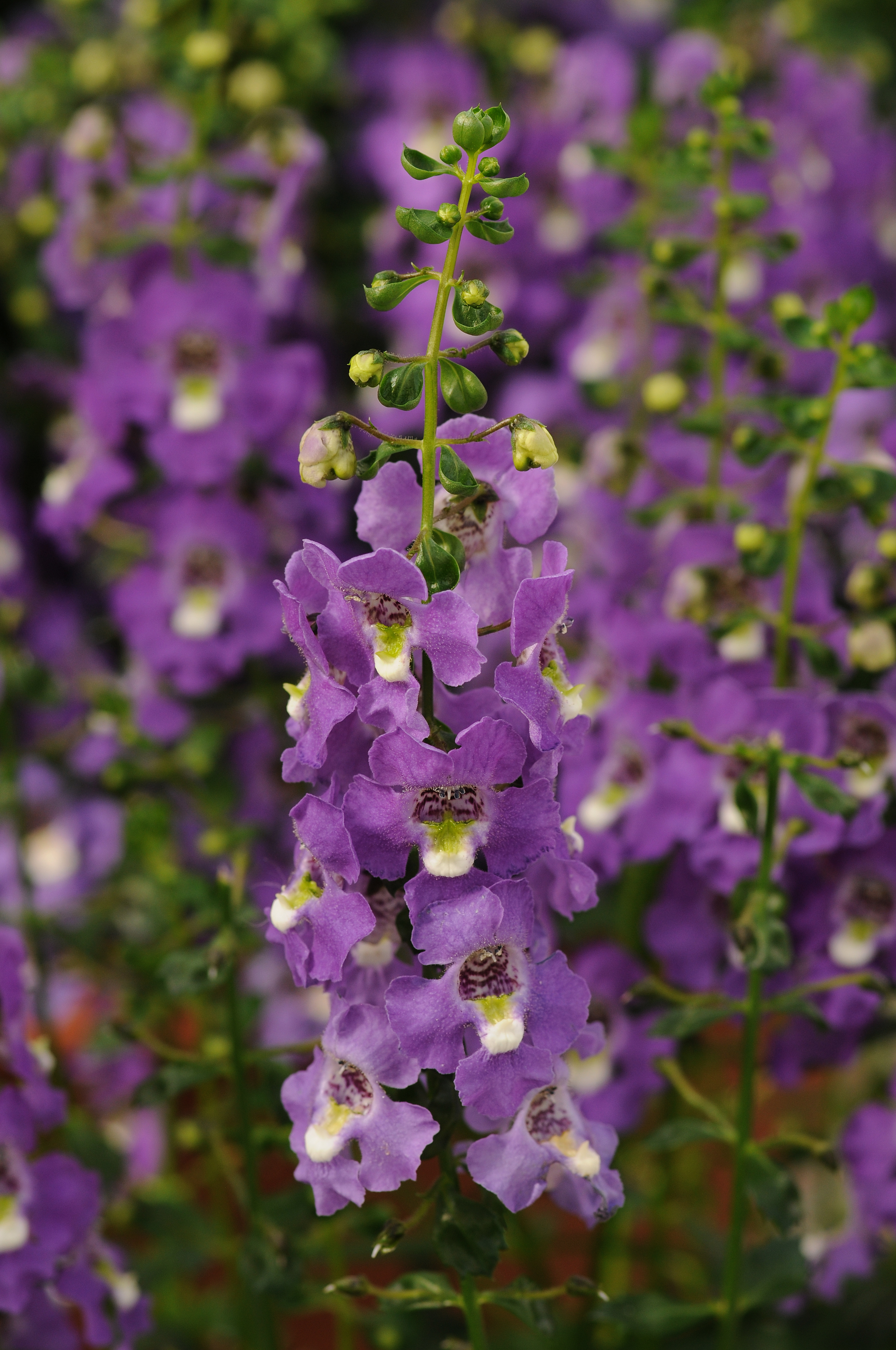 Angelonia Purple Archangel Brad's Bedding Plants, Inc.