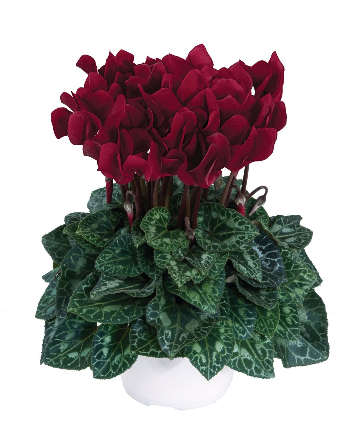 Burgandy Cyclamen Brad's Bedding Plants, Inc.