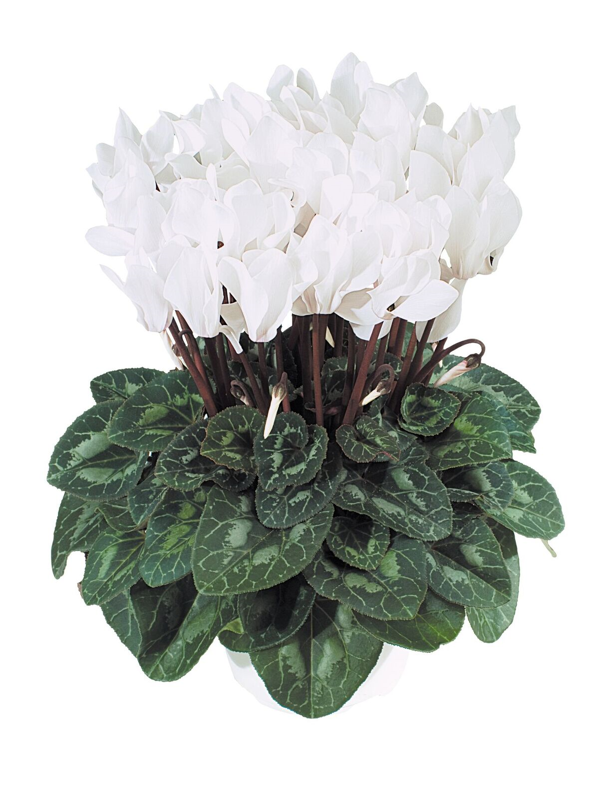 White Cyclamen Brad's Bedding Plants, Inc.