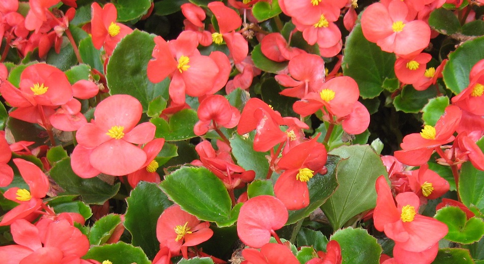 Begonias Archives Brad's Bedding Plants, Inc.