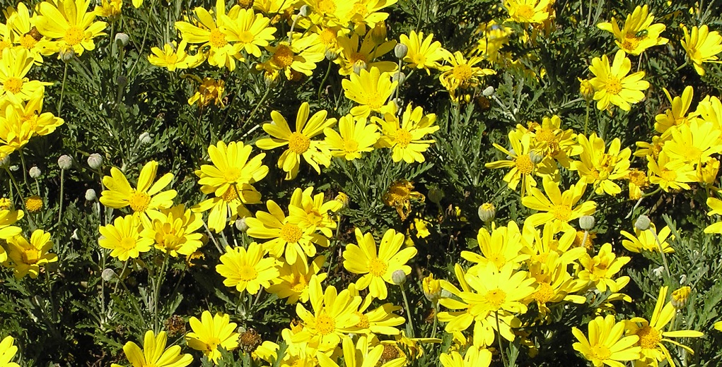 Bush Daisies Archives Brad's Bedding Plants, Inc.