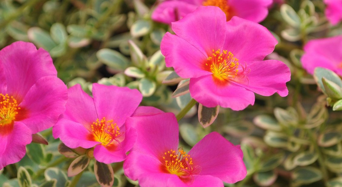 Purslane Archives Brad's Bedding Plants, Inc.