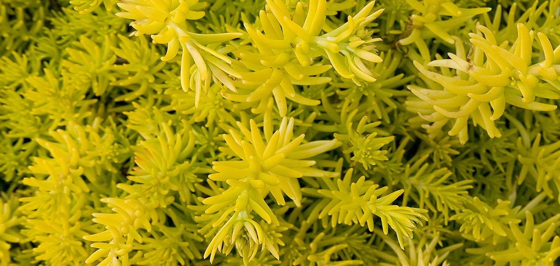 Sedum Archives Brad's Bedding Plants, Inc.