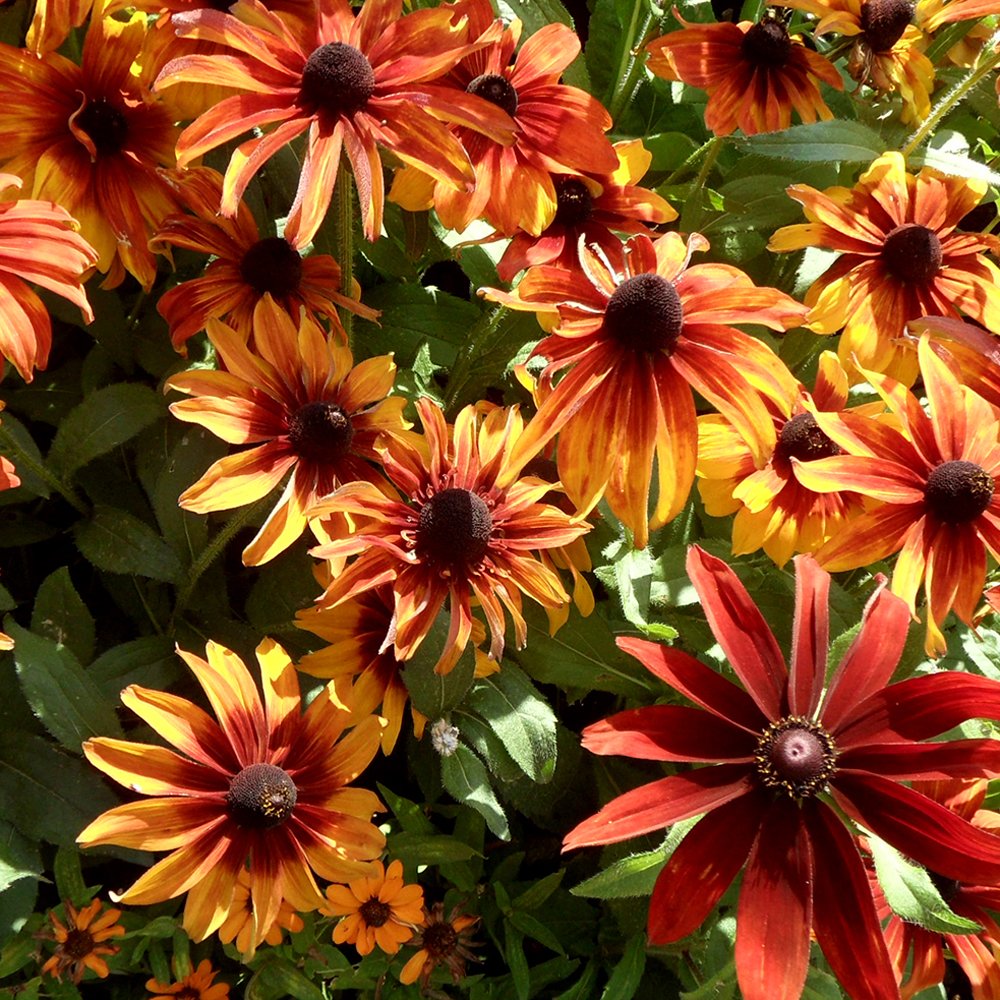 Rudbeckia Autumn Colors Brad's Bedding Plants, Inc.