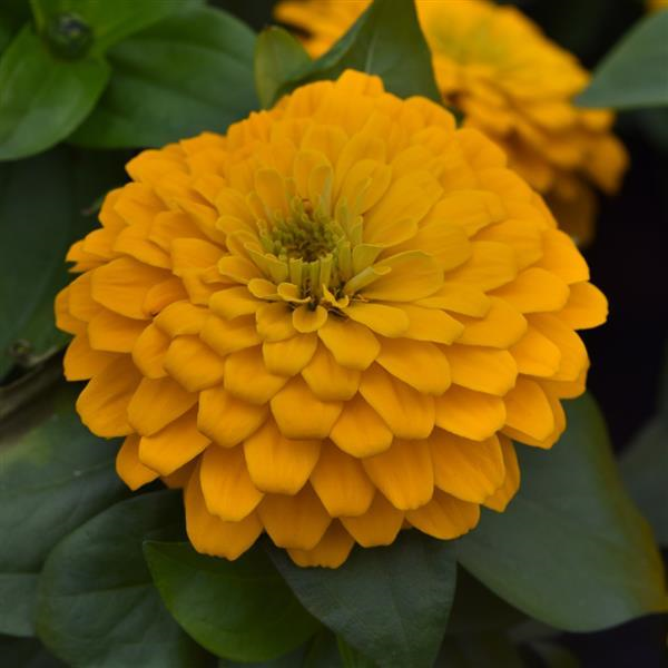 Zinnia Zesty Series Yellow Brad's Bedding Plants, Inc.